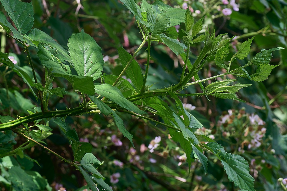Stacks Image 49