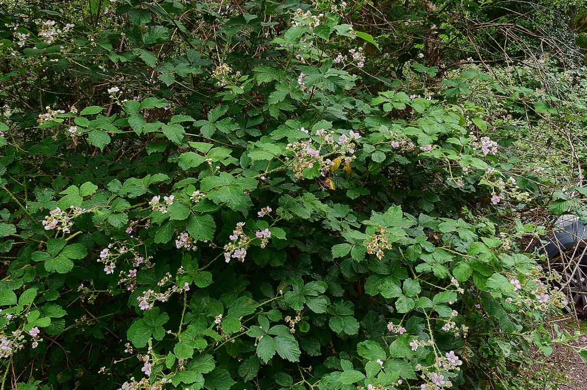 Stacks Image 69