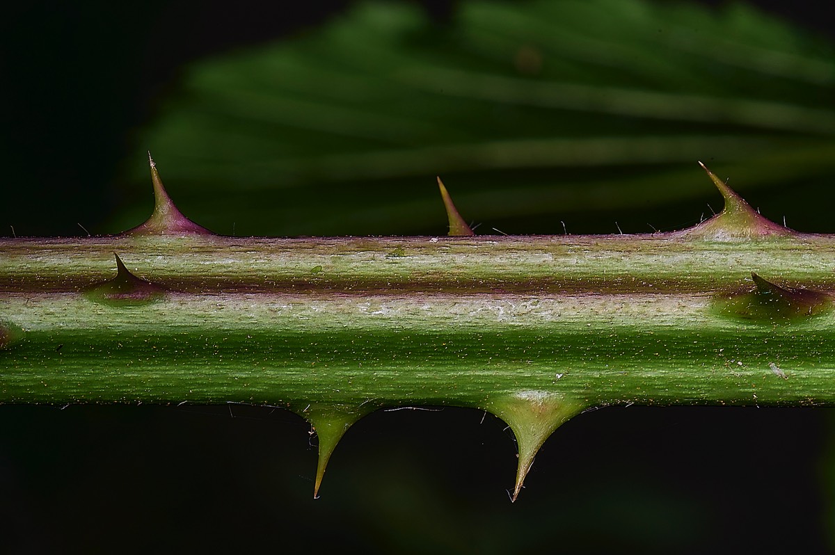 Stacks Image 13