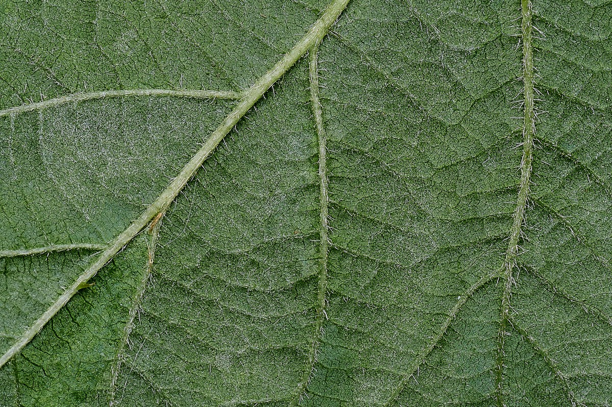 Stacks Image 25