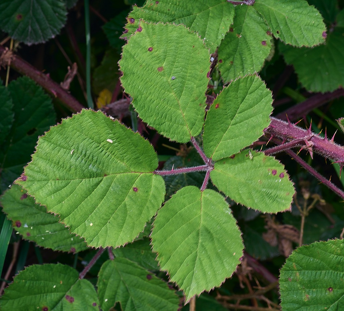 Stacks Image 17