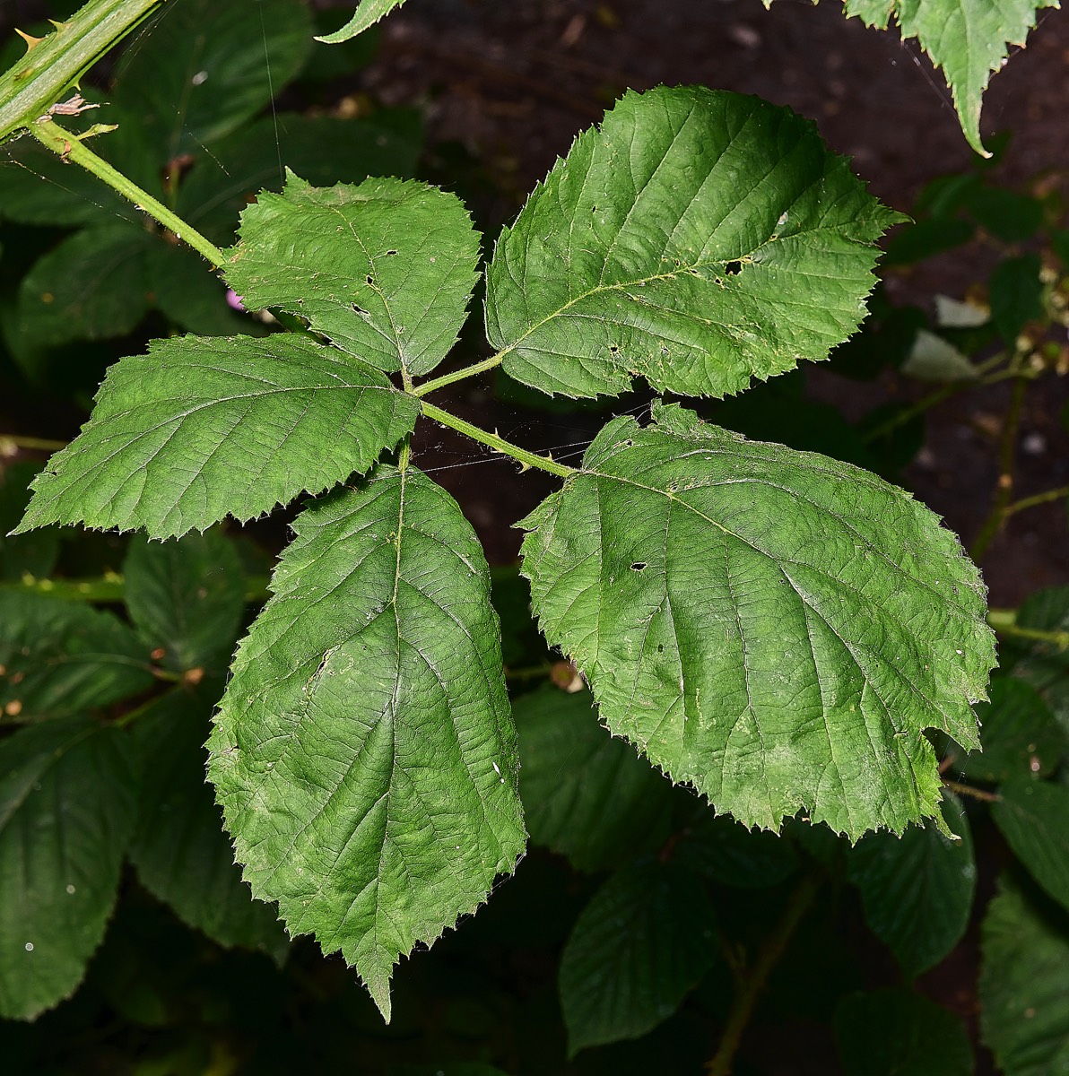 Stacks Image 17