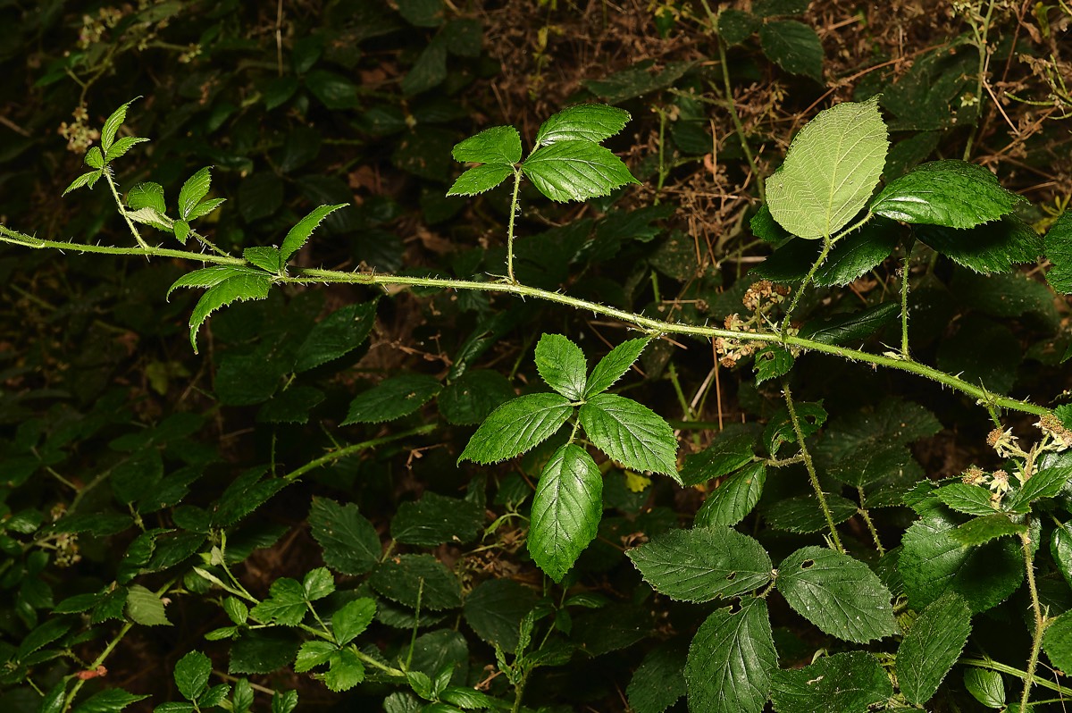 Stacks Image 9