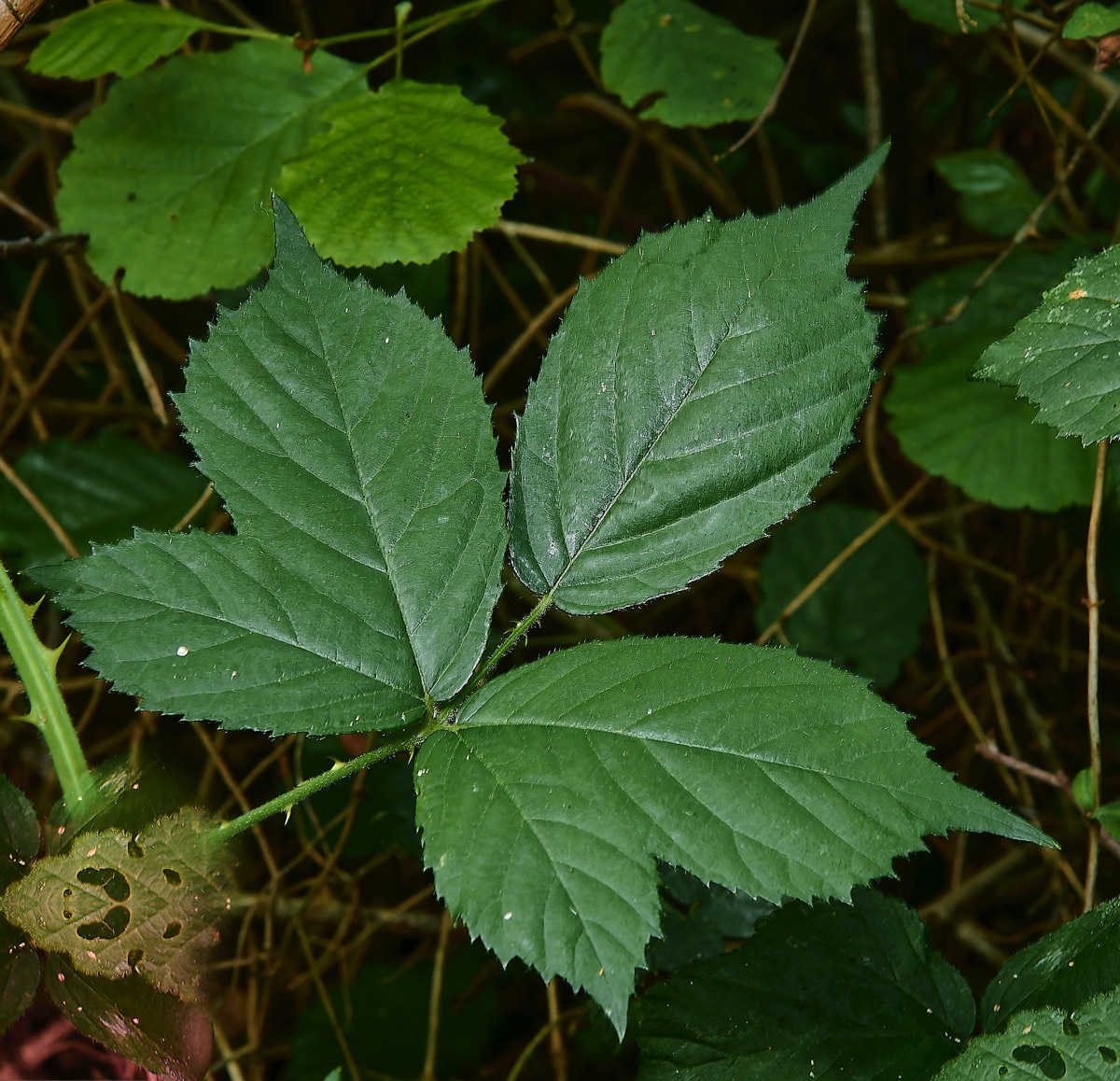 Stacks Image 17