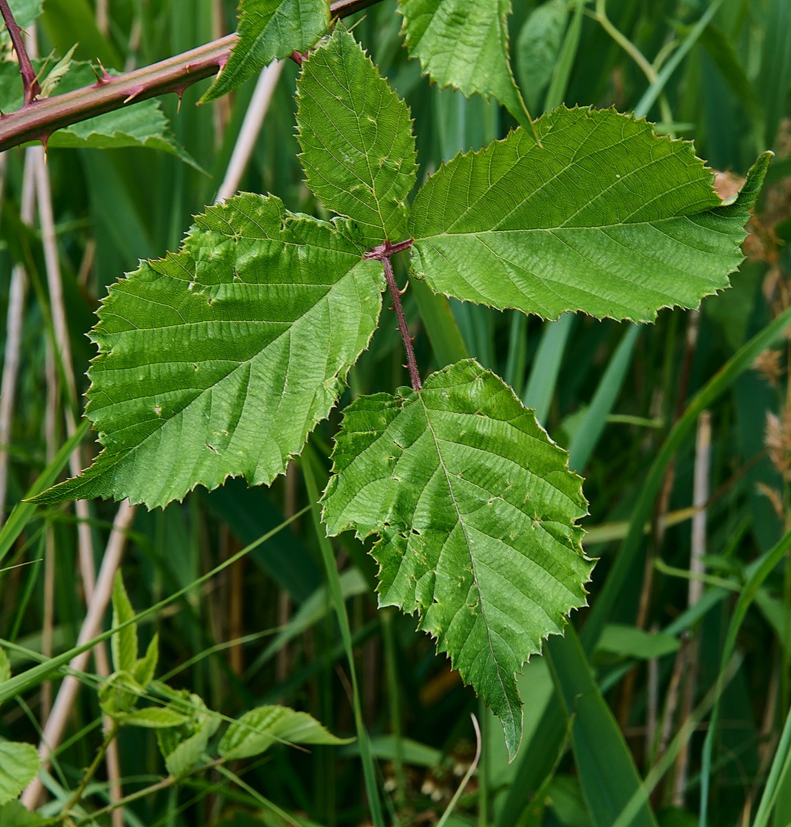 Stacks Image 17