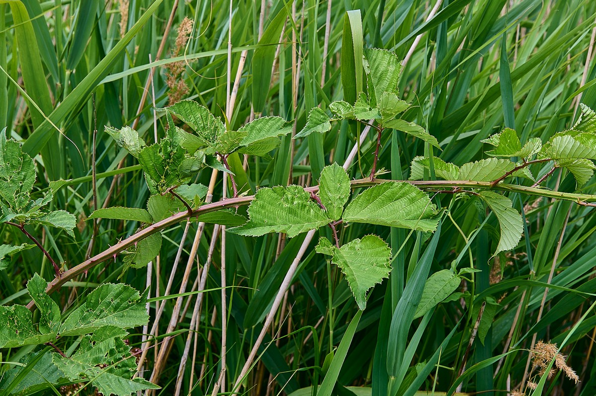 Stacks Image 9