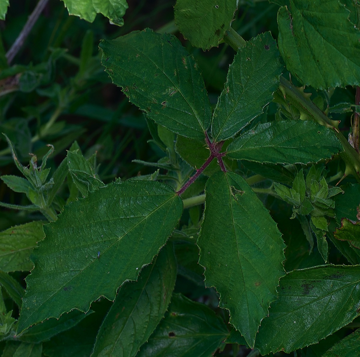Stacks Image 17