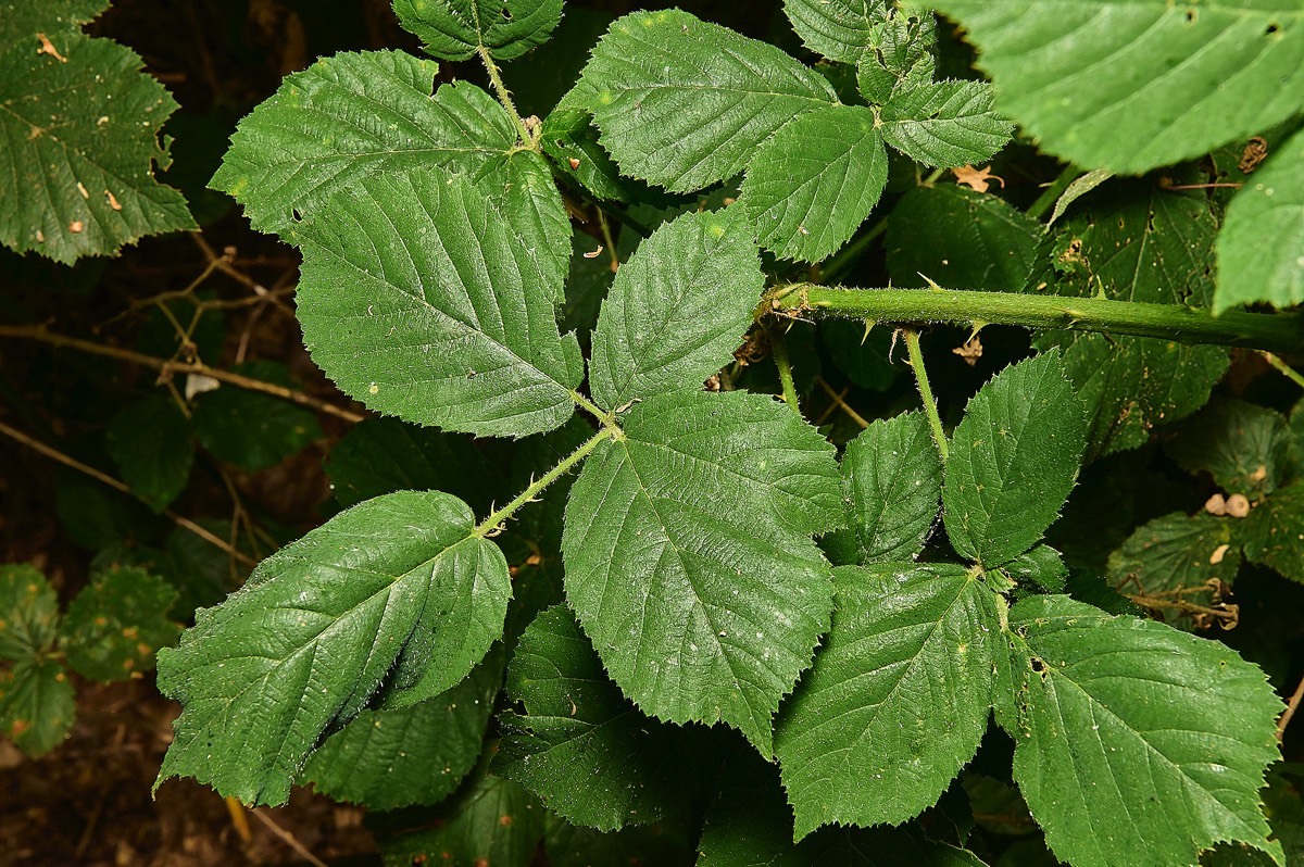 Stacks Image 17