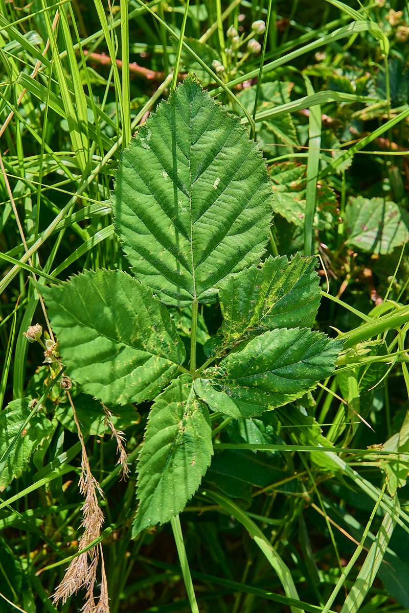 Stacks Image 17