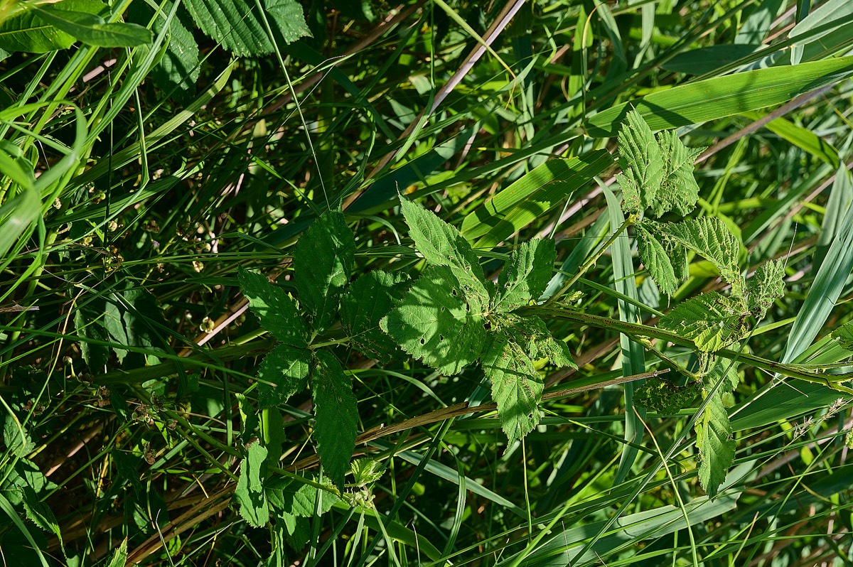 Stacks Image 9