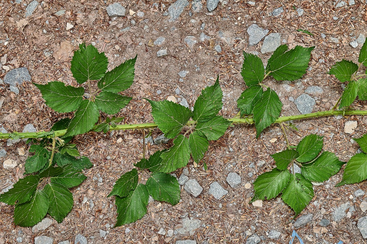 Stacks Image 91