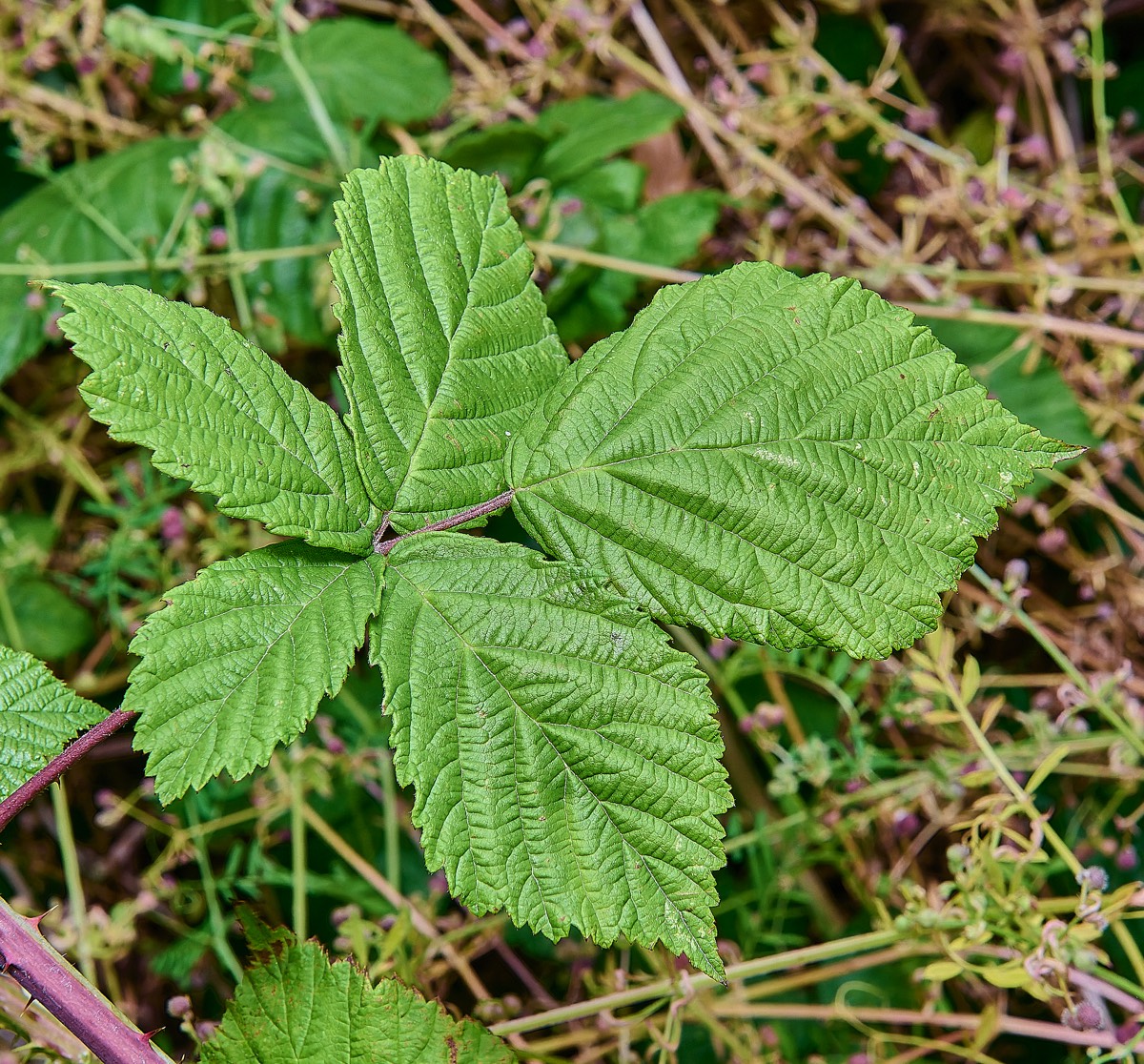 Stacks Image 17