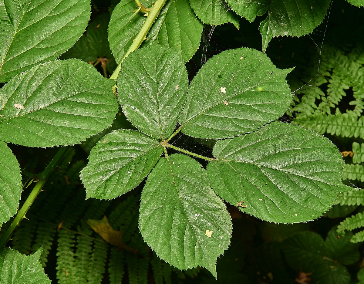 Stacks Image 17