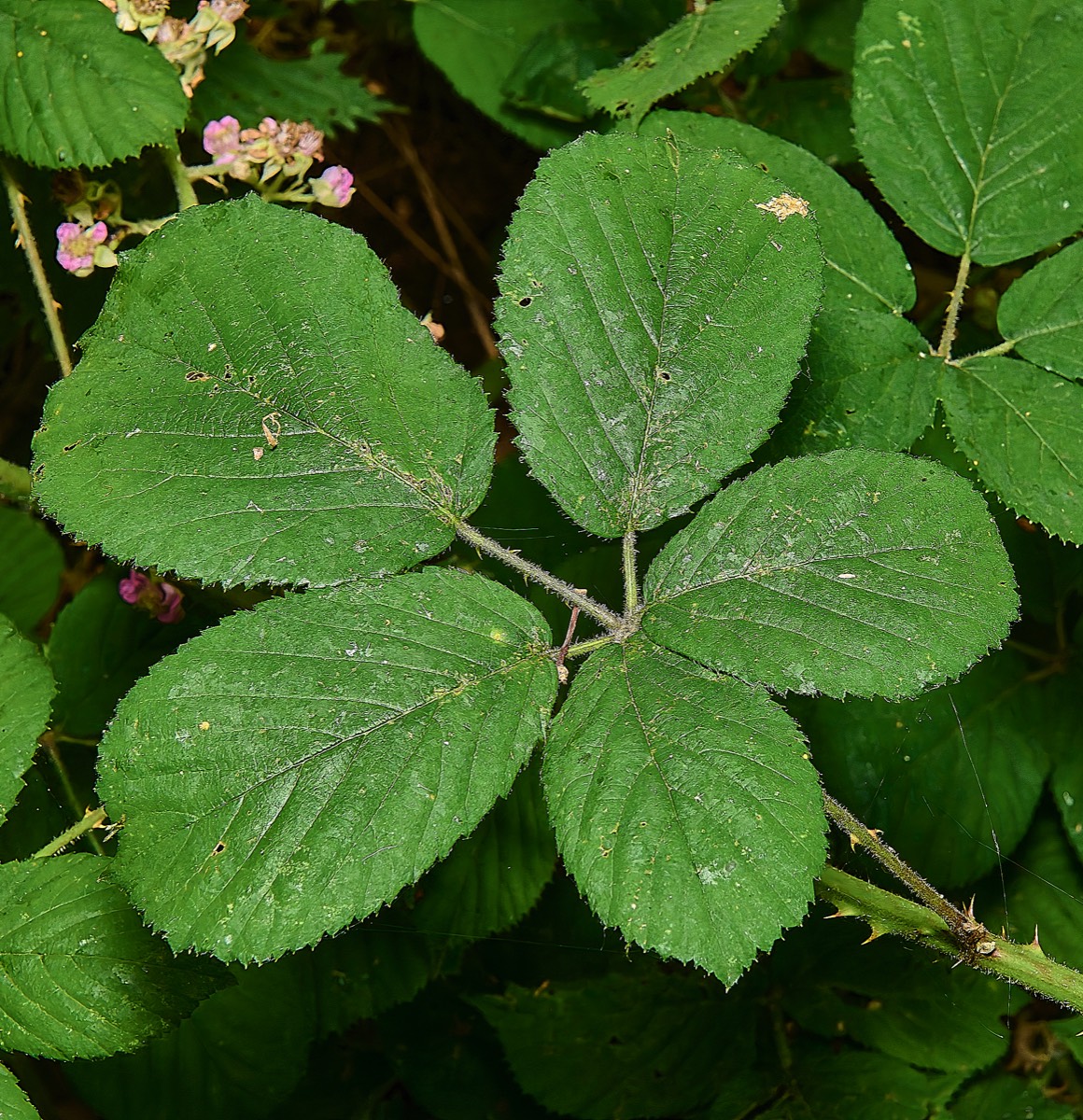 Stacks Image 17