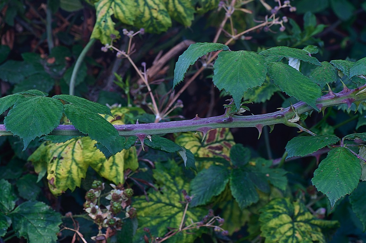 Stacks Image 67