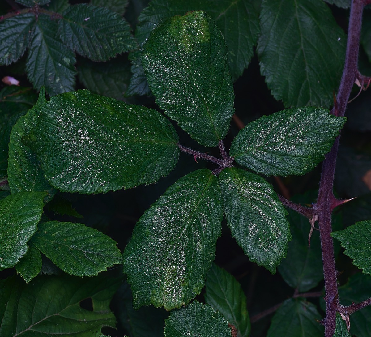Stacks Image 147