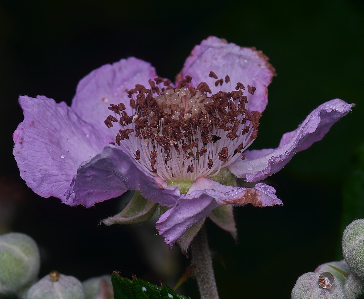 Stacks Image 93