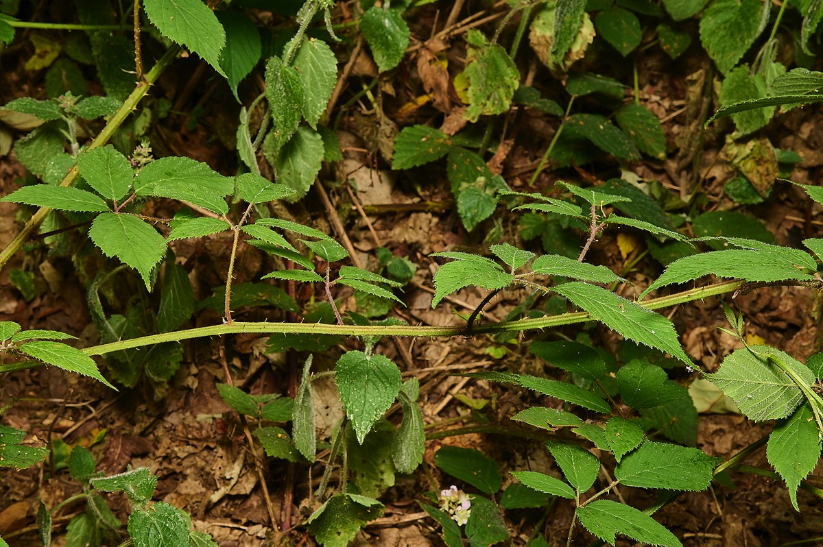Stacks Image 9